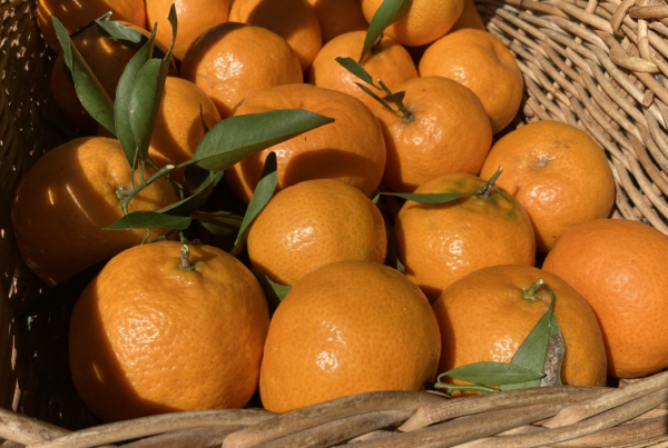 Fresh homegrown mandarins made for the perfect fluffy mandarin pancakes at Bright Kids elc in Nerang